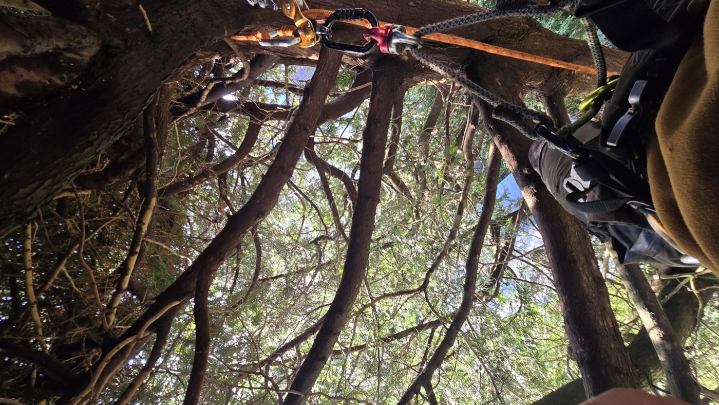 High in the canopy